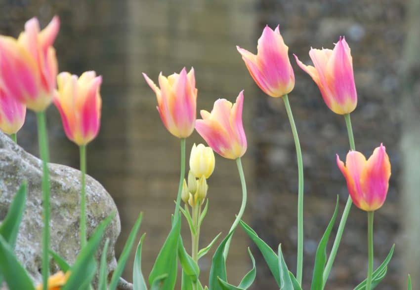 spring tulips abbey gardens
