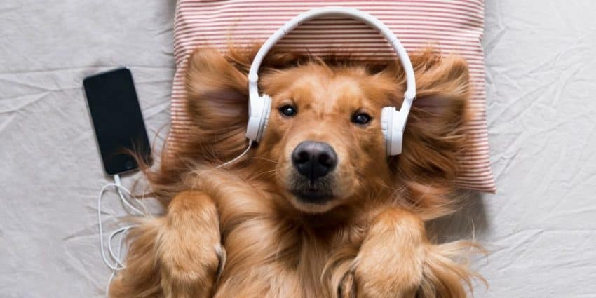 dog with headphones