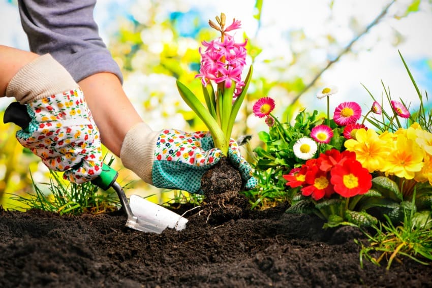 Image of person gardening in the sun