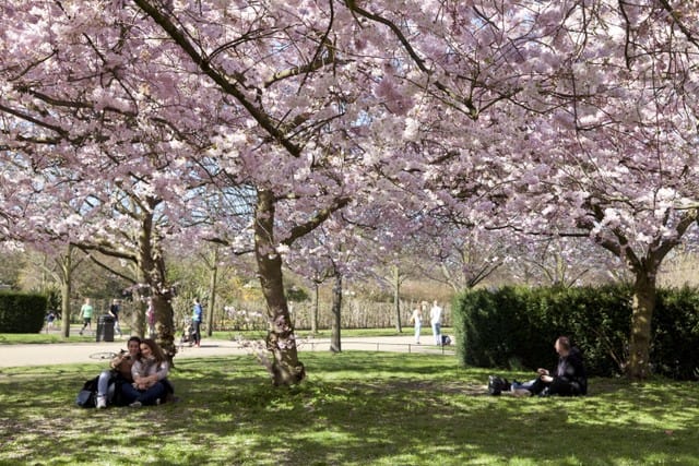 spring cherry blossoms in Regent's Park