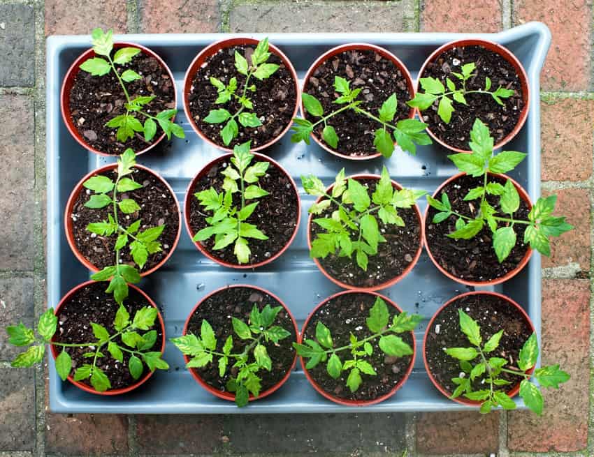 Grow Your Own Tomato Plant