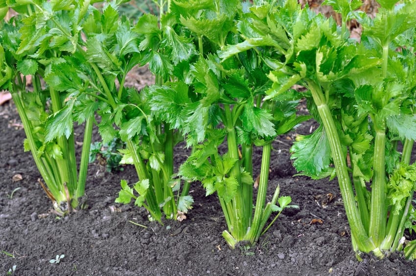 Grow Your Own Celery Plant
