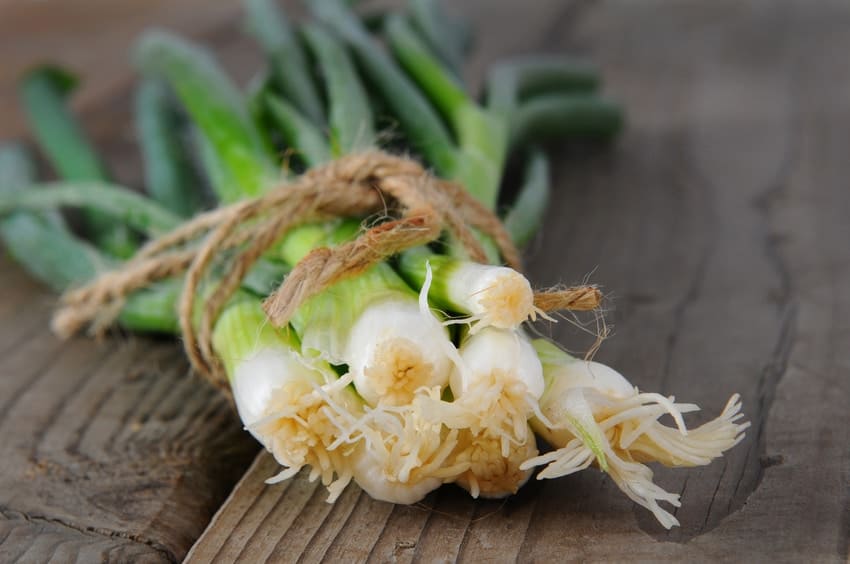 Grow Your Own Spring Onions Scallions