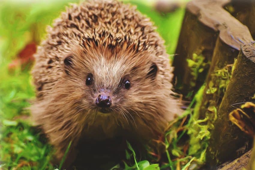 autumn wildlife hedgehog