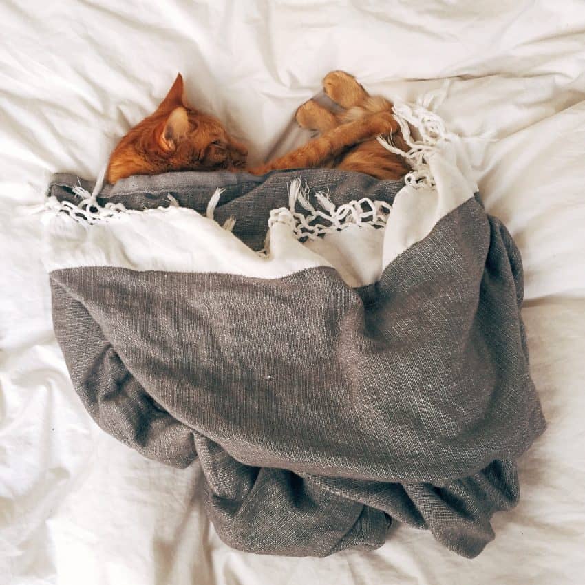sleeping cat hiding place