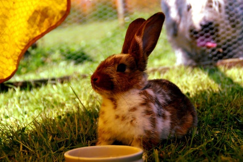 pet rabbit outdoor hutch
