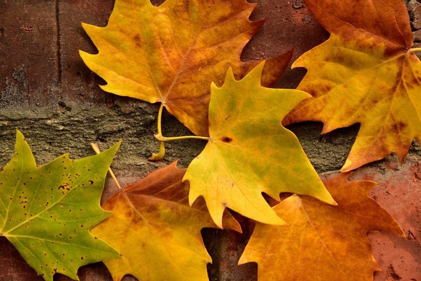autumn craft projects with leaves