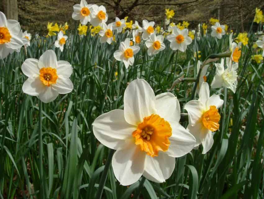 Spring daffodils at Chatsworth