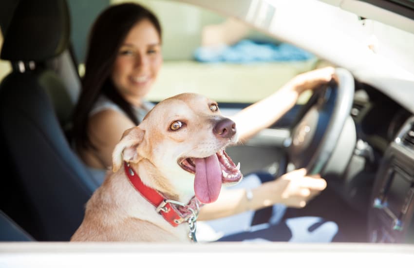 Dog in car passenger seat